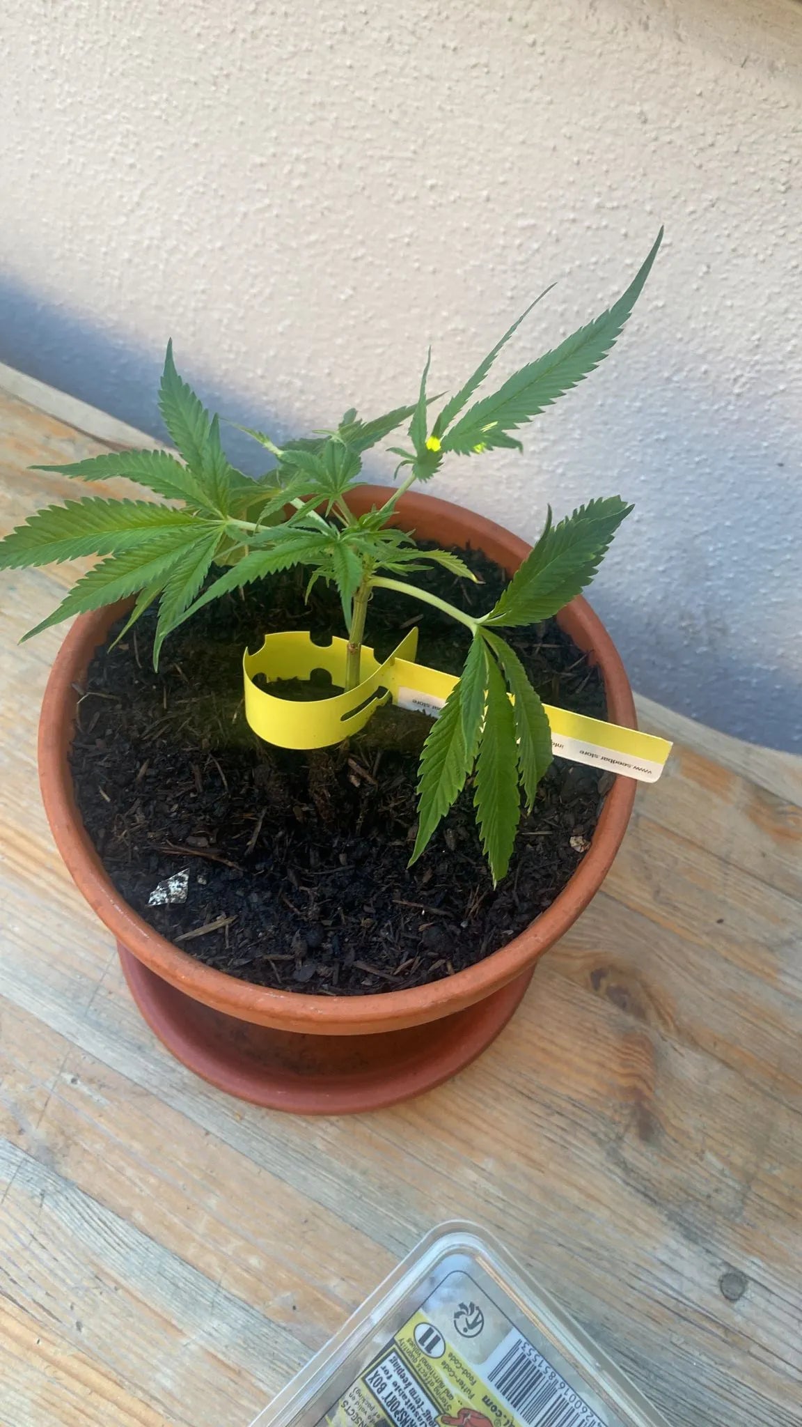 Premium Cannabis Stekken White Widow