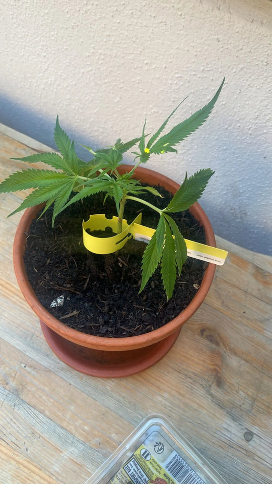 Butași de canabis premium White Widow