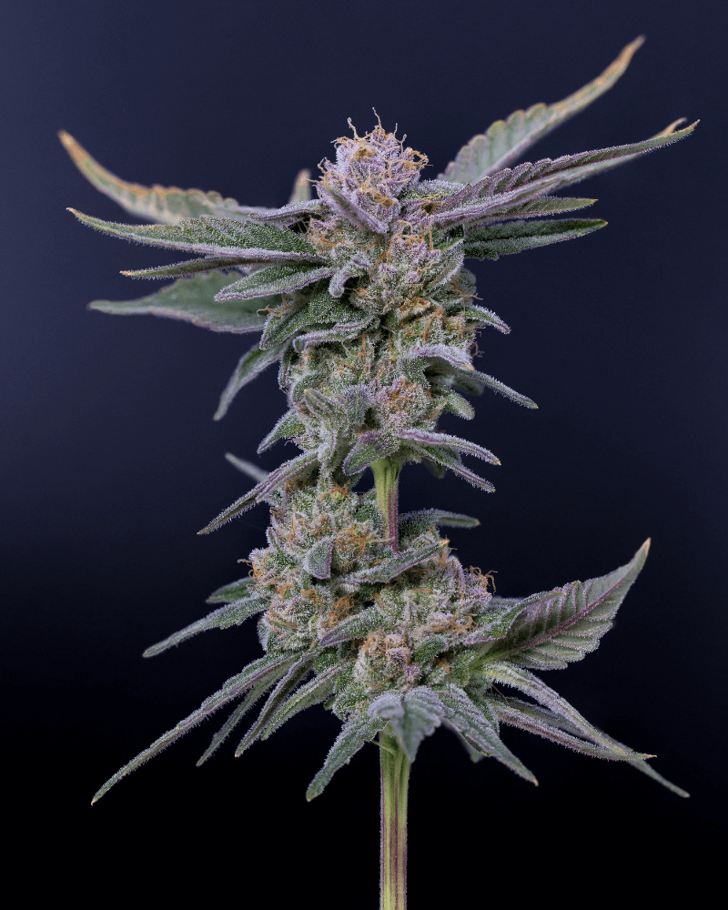 Originea genetică a Blueberry Zkittlez Automatic