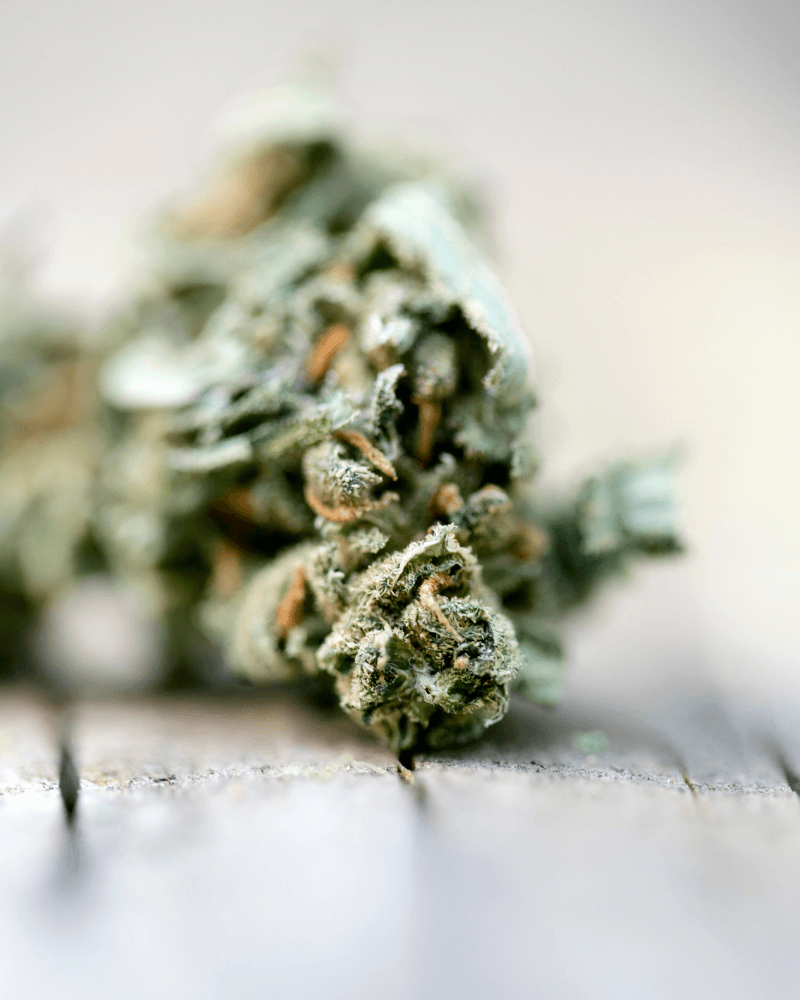 Tulpină de canabis super lemon haze