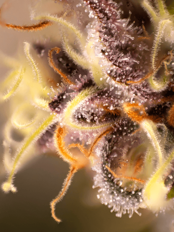 Produs Sherbet Cake Terpene THC-CBD.