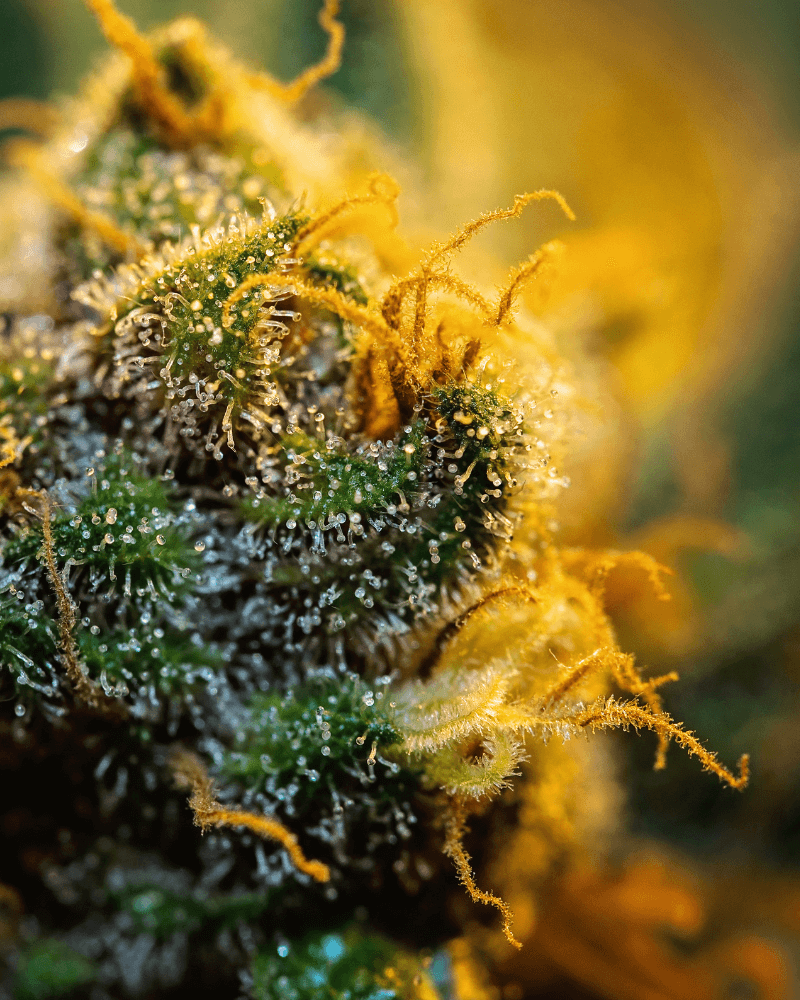 Conținutul de THC al Lemon Haze