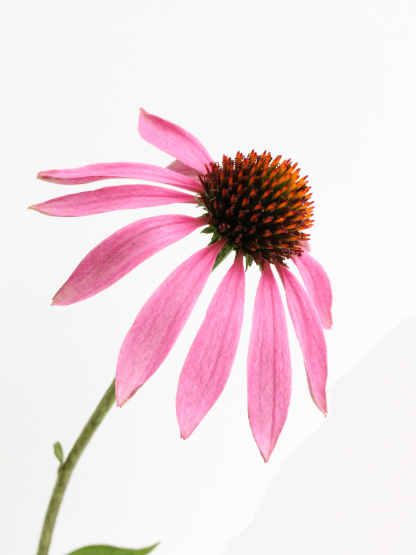 Ghid de cultivare a canabisului, pentru o cultură de succes.